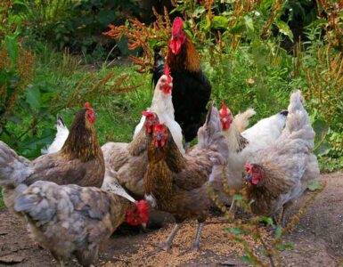 Raising Chickens for Eggs: Part I Image